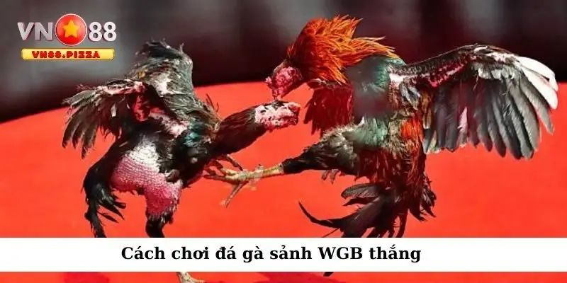 Đá gà WGB – Sự lựa chọn hoàn hảo nhất cho dân chơi đam mê 3 Cách chơi đá gà sảnh WGB thắng