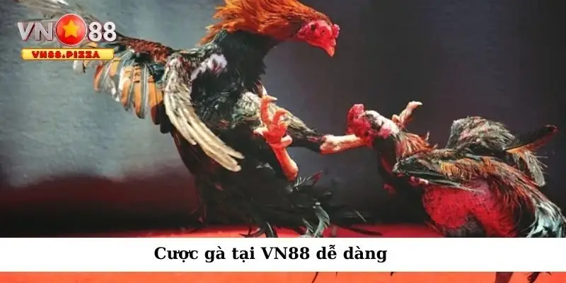 Đá gà Odin – Trải nghiệm cá cược gà tuyệt vời tại nhà cái VN88 3 Cược gà tại VN88 dễ dàng