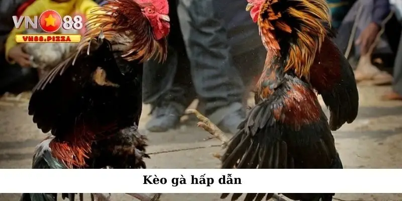 Đá gà WGB – Sự lựa chọn hoàn hảo nhất cho dân chơi đam mê 2 Kèo gà hấp dẫn