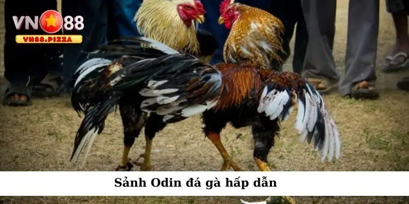Đá gà Odin – Trải nghiệm cá cược gà tuyệt vời tại nhà cái VN88 2 Sảnh Odin đá gà hấp dẫn
