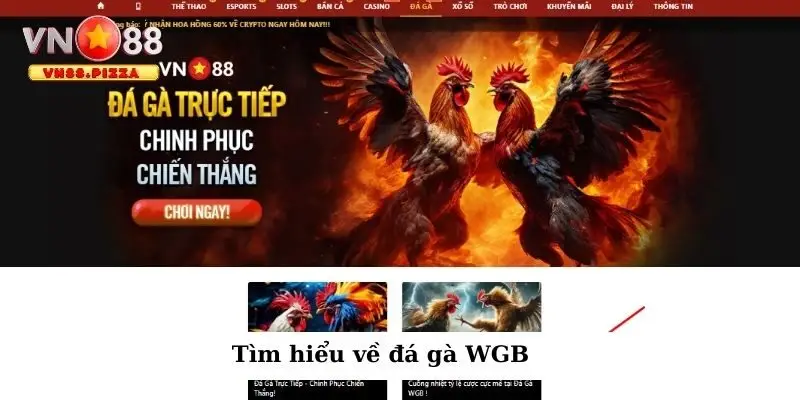 Đá gà WGB – Sự lựa chọn hoàn hảo nhất cho dân chơi đam mê 1 Tìm hiểu về đá gà WGB