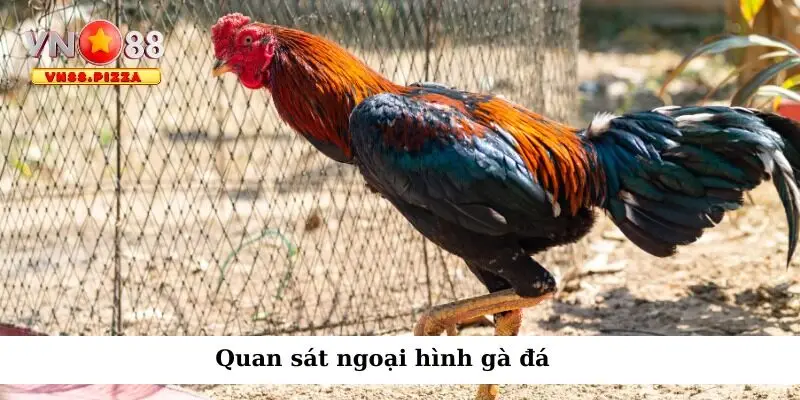 Mẹo Chọn Chiến Kê Khi Cá Cược Đá Gà Trực Tuyến 2 Quan sát ngoại hình tìm ra chiến kê đá giỏi
