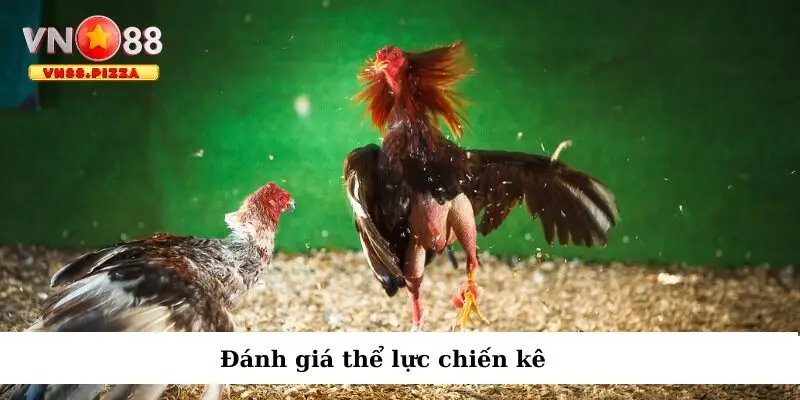 Mẹo Chọn Chiến Kê Khi Cá Cược Đá Gà Trực Tuyến 3 Lựa chọn thần kê dựa trên thể lực thi đấu